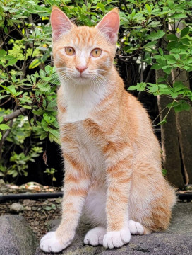 猫]神奈川県の里親募集 美しすぎる茶トラ猫