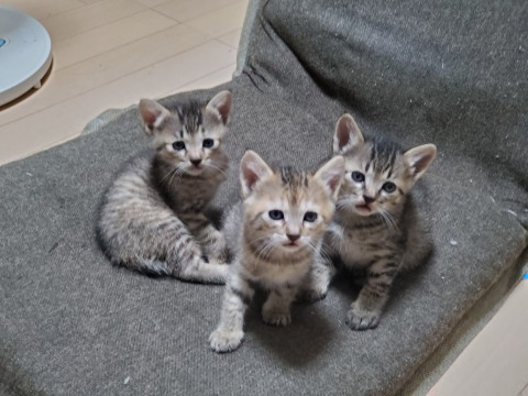 猫]和歌山県の里親募集 5/22生まれの子猫貰ってください。