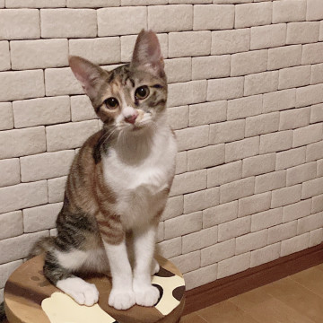 猫]千葉県の里親募集 フェリーチェ姉妹❤️三毛猫カーラちゃん