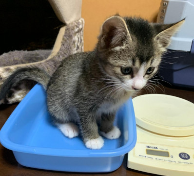 猫]静岡県賀茂郡南伊豆町の里親募集 靴下にゃんこ チャコールグレーの