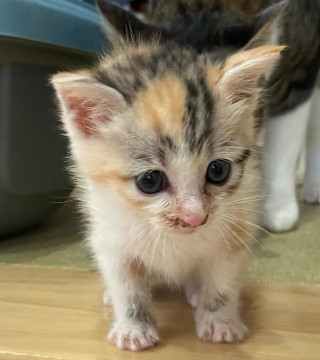 猫]岡山県浅口市の里親募集 オープンハート♥ちいちゃな三毛猫ちゃん