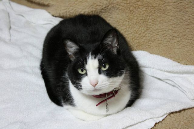実家で飼っていた白黒猫 ミルちゃん かわいい猫写真 猫画像の投稿サイト ネコジルシ