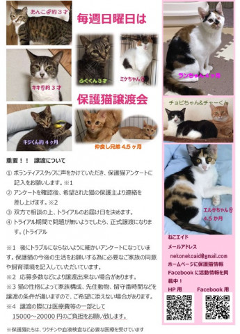 保護猫譲渡会 島忠八潮店 猫の譲渡会掲示板 ネコジルシ