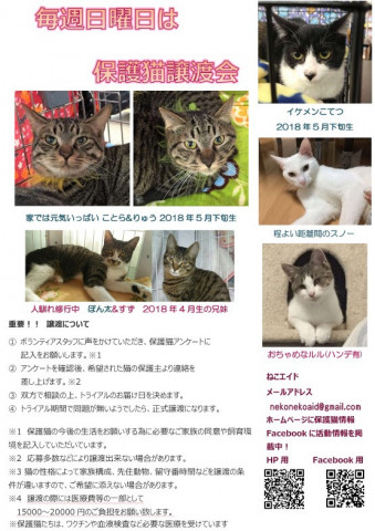 保護猫譲渡会 島忠八潮店 猫の譲渡会掲示板 ネコジルシ