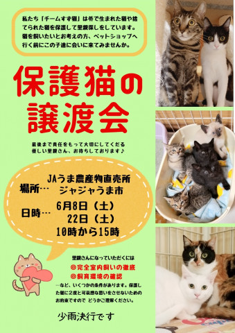 保護猫の譲渡会 猫の譲渡会掲示板 ネコジルシ