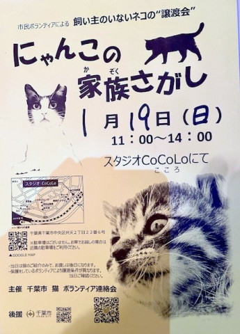 千葉市 にゃんこの家族さがし 猫の譲渡会掲示板 ネコジルシ