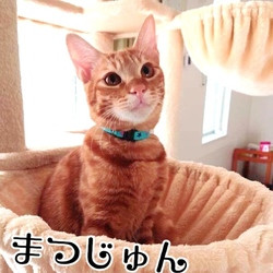 中止になりました 犬猫譲渡会 セキチュー川越南古谷店 猫の譲渡会掲示板 ネコジルシ