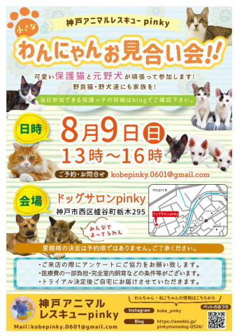 わんにゃんお見合い会 猫の譲渡会掲示板 ネコジルシ