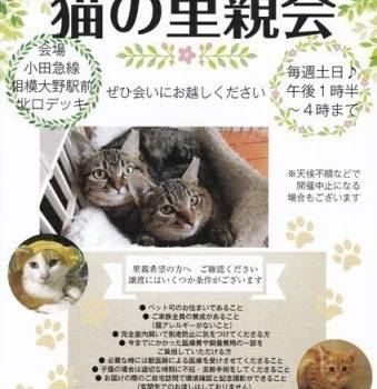 猫の譲渡会 里親会掲示板 ネコジルシ