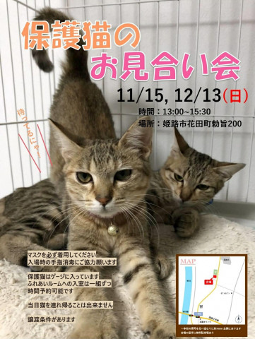 兵庫県姫路市 保護猫のお見合い会 猫の譲渡会掲示板 ネコジルシ