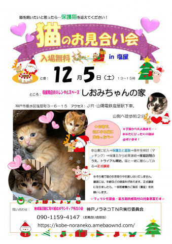 神戸市 塩屋 猫のお見合い会 猫の譲渡会掲示板 ネコジルシ