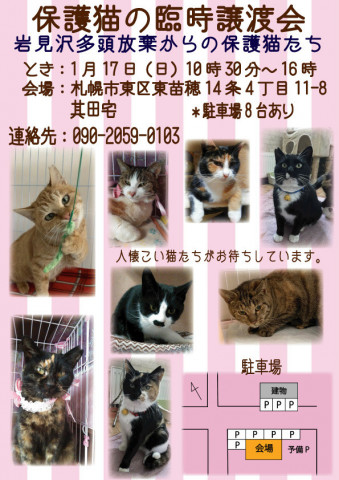 保護猫の譲渡会　札幌