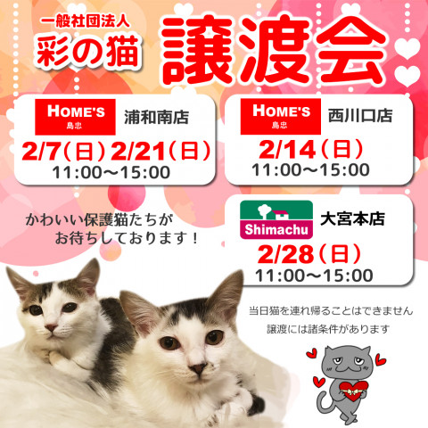 保護猫 譲渡会ｉｎ島忠ホームズ西川口店 猫の譲渡会掲示板 ネコジルシ