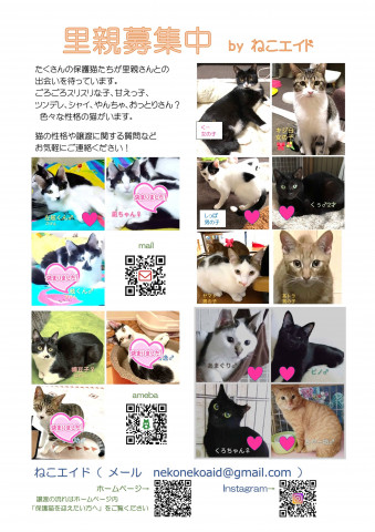 保護猫譲渡会 島忠八潮店 猫の譲渡会掲示板 ネコジルシ