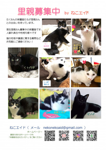 保護猫譲渡会 島忠八潮店 猫の譲渡会掲示板 ネコジルシ