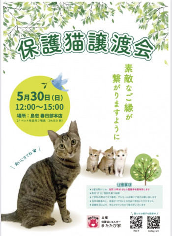 保護猫の譲渡会 島忠春日部本店 猫の譲渡会掲示板 ネコジルシ