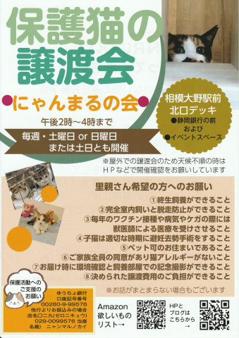 ○にゃんまるの会○保護猫の譲渡会＃相模大野 - 猫の譲渡会掲示板