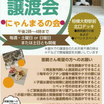 猫の譲渡会 里親会掲示板 ネコジルシ