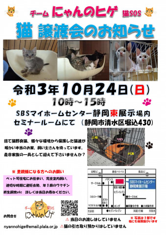 保護ニャンコの譲渡会ｂｙ静岡市清水区 猫の譲渡会掲示板 ネコジルシ
