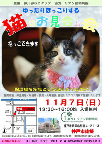 ゆったりほっこりする猫のお見合い会 猫の譲渡会掲示板 ネコジルシ