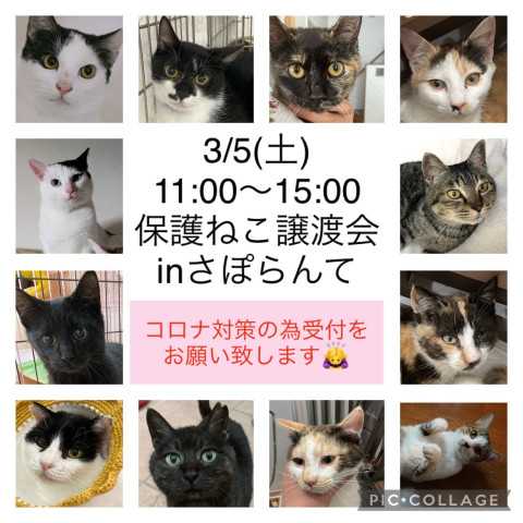 保護猫譲渡会inさぽらんて 猫の譲渡会掲示板 ネコジルシ