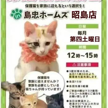 猫の譲渡会 里親会掲示板 ネコジルシ