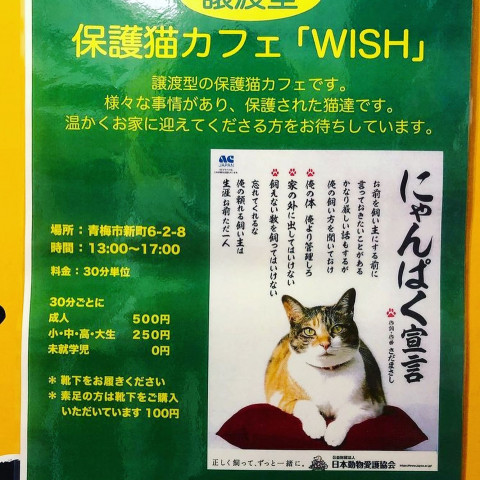 保護猫カフェwish 猫の譲渡会掲示板 ネコジルシ