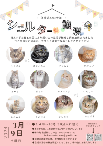 終了]オープンシェルター - 猫の譲渡会掲示板