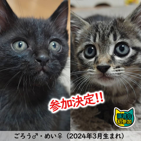 子猫中猫25匹の譲渡会／愛知県みよし市