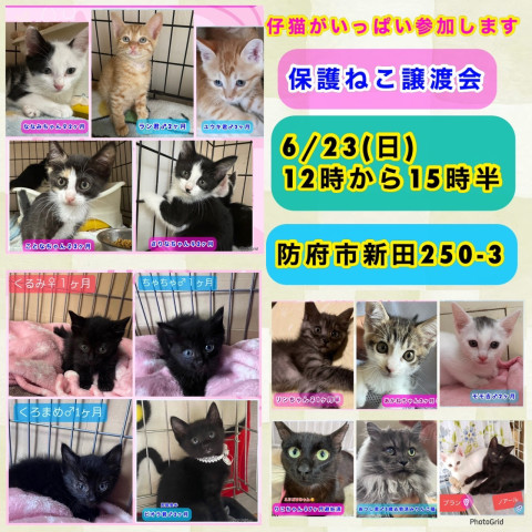 保護ねこ譲渡会