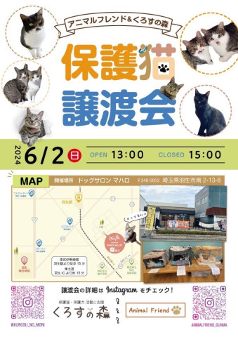 保護猫の譲渡会