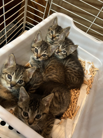 保護ねこ譲渡会　in　島田