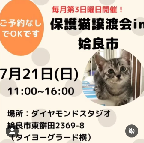 くるみの森 保護猫譲渡会in姶良市