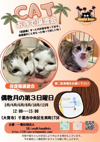 ねこの譲渡会