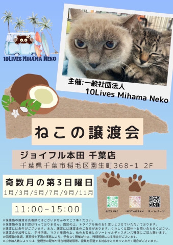 ねこの譲渡会