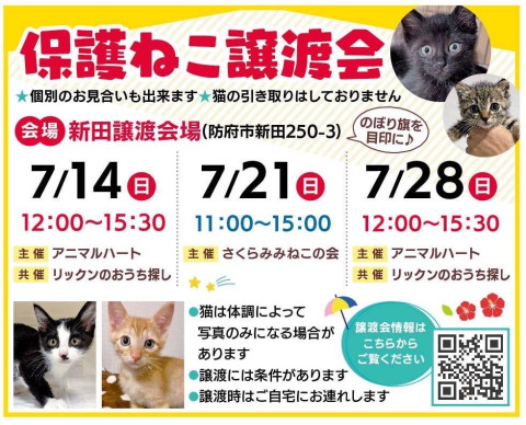 ほごねこ譲渡会　山口県防府市