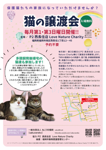 ねこの合同譲渡会