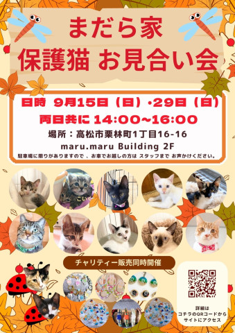 保護猫のお見合い会