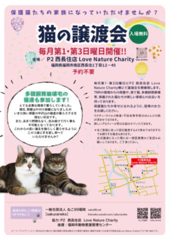 ねこの合同譲渡会