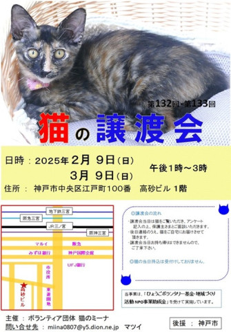 猫の譲渡会 in 神戸三宮 ″ 猫のミーナ ″