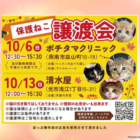 保護ねこ譲渡会in周南市