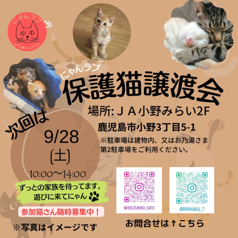 にゃんラブ譲渡会9/28