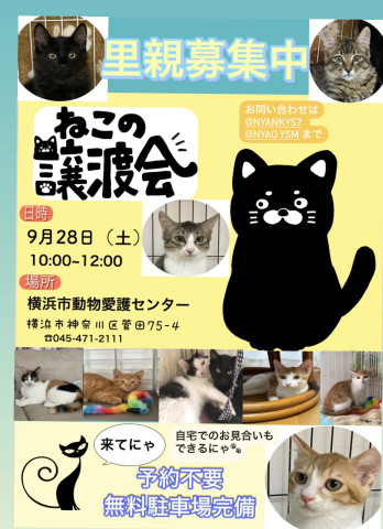 保護ねこの譲渡会