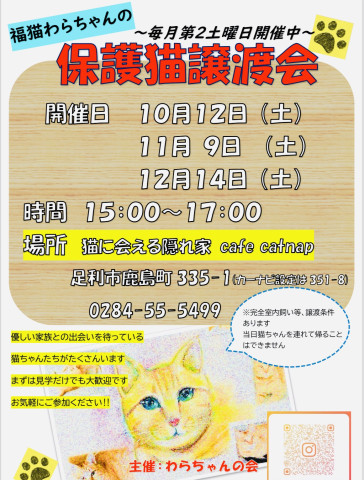 福猫わらちゃんの保護猫譲渡会