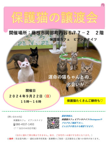 保護猫の譲渡会