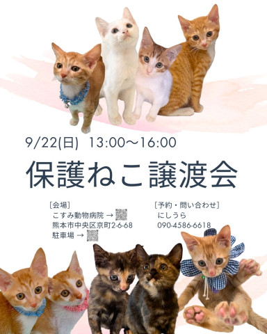 保護猫譲渡会熊本市こすみ動物病院