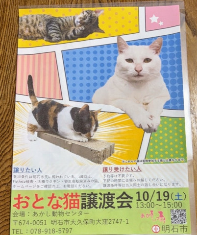 おとな猫譲渡会㏌あかし動物センター