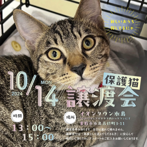 保護猫譲渡会（見学自由）