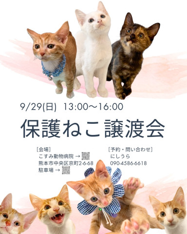 保護猫譲渡会