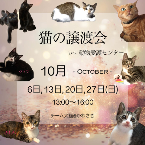 川崎市 猫ちゃんの譲渡会